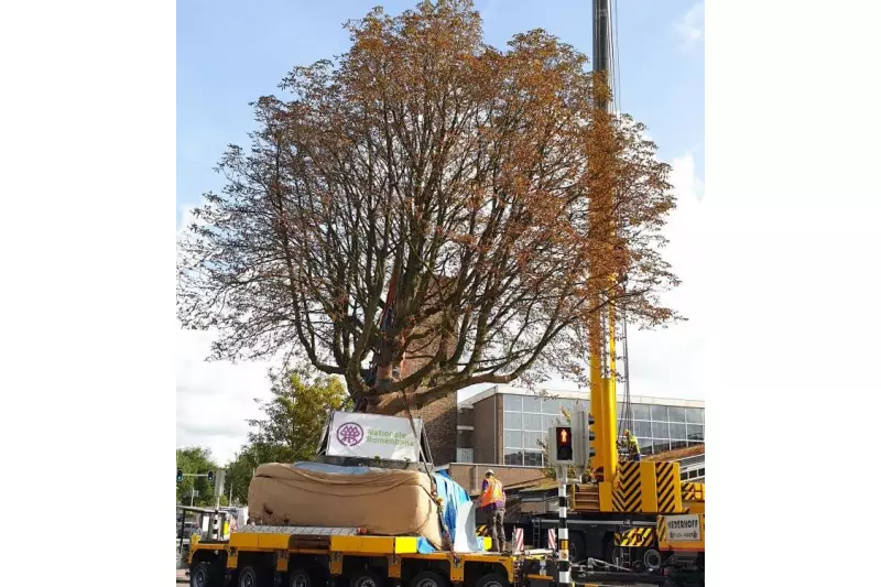 Per Kran wird die Kastanie zum Transport vorsichtig auf das Modulfahrzeug vom Typ Faymonville ModulMAX verpflanzt.